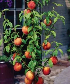 Garden Goods Direct Trees Harvester Peach Tree