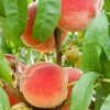 Garden Goods Direct Trees Harvester Peach Tree