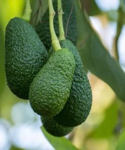 Garden Goods Direct Fruit & Nut Hass Avocado Tree