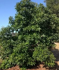 Garden Goods Direct Fruit & Nut Hass Avocado Tree