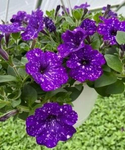 Garden Goods Direct Headliner™ Night Sky® Petunia
