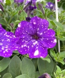 Garden Goods Direct Headliner™ Night Sky® Petunia
