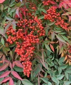 Garden Goods Direct Shrubs Heavenly Bamboo