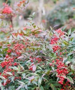 Garden Goods Direct Shrubs Heavenly Bamboo 7 Garden Goods Direct Shrubs Heavenly Bamboo