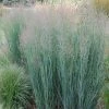 Garden Goods Direct Panicum Heavy Metal Perennials