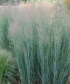 Garden Goods Direct Panicum Heavy Metal Perennials