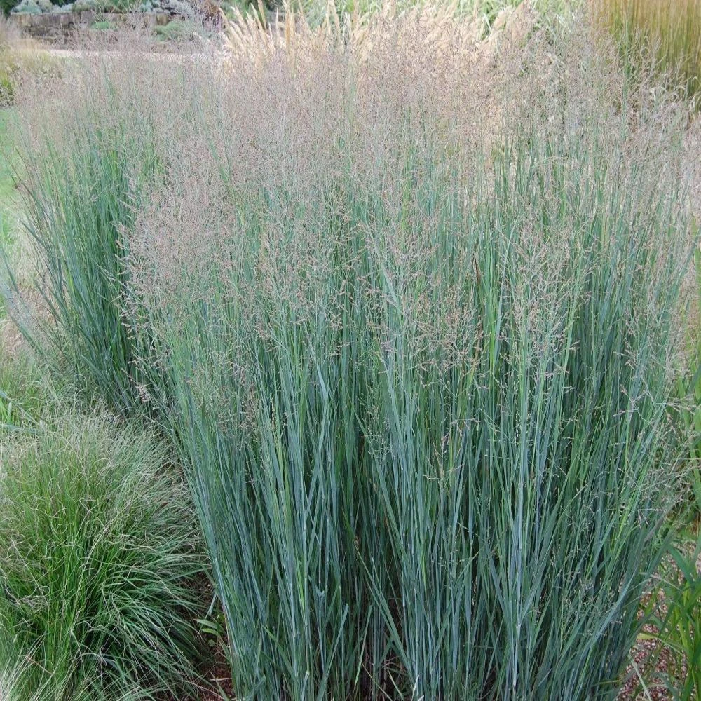 Garden Goods Direct Panicum Heavy Metal Perennials 1 Garden Goods Direct Panicum Heavy Metal Perennials