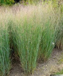Garden Goods Direct Panicum Heavy Metal Perennials