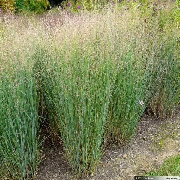 Garden Goods Direct Panicum Heavy Metal Perennials 2 Garden Goods Direct Panicum Heavy Metal Perennials