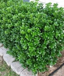 Garden Goods Direct Dwarf Burford Holly