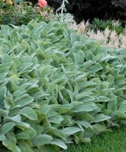 Garden Goods Direct Helen Von Stein Lambs Ear Perennials 5 Garden Goods Direct Helen Von Stein Lambs Ear Perennials