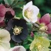 Garden Goods Direct Helleborus Orientalis Perennials