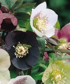 Garden Goods Direct Helleborus Orientalis Perennials