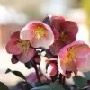 Garden Goods Direct Perennials Helleborus Pink Frost