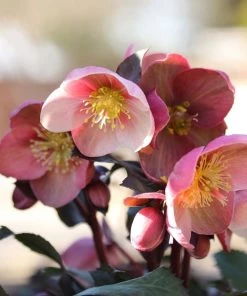 Garden Goods Direct Perennials Helleborus Pink Frost