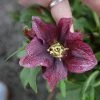Garden Goods Direct Perennials Helleborus Viv Victoria