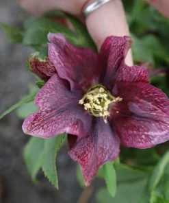 Garden Goods Direct Perennials Helleborus Viv Victoria