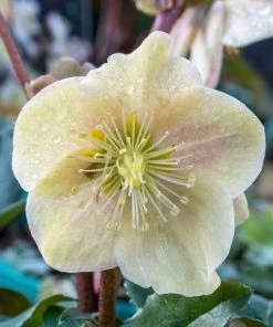 Garden Goods Direct Perennials Helleborus Cinnamon Snow 9 Garden Goods Direct Perennials Helleborus Cinnamon Snow