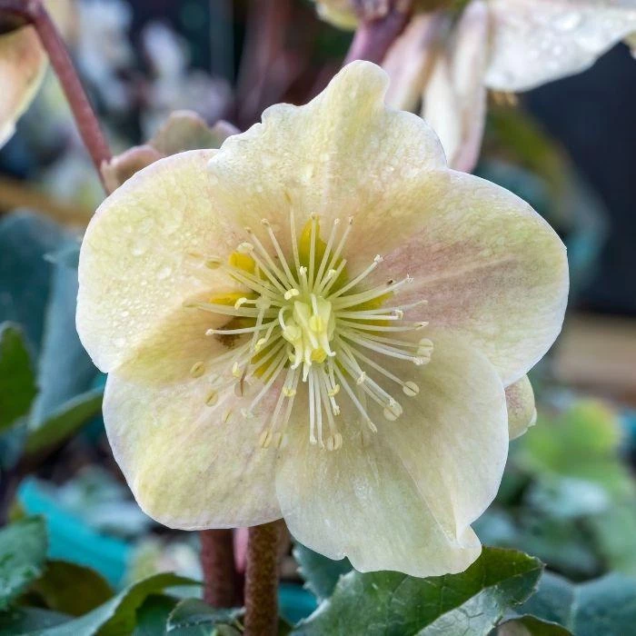 Garden Goods Direct Perennials Helleborus Cinnamon Snow 5 Garden Goods Direct Perennials Helleborus Cinnamon Snow