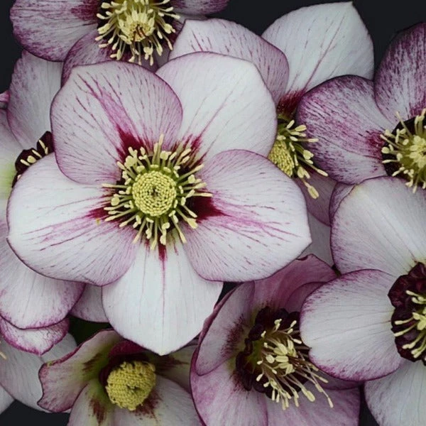 Garden Goods Direct Helleborus French Kiss 2 Garden Goods Direct Helleborus French Kiss