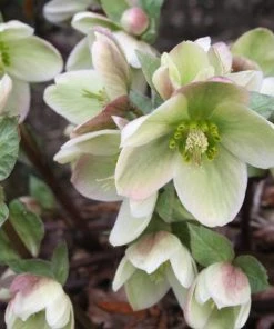 Garden Goods Direct Helleborus Ivory Prince Perennials