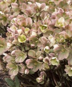 Garden Goods Direct Helleborus Ivory Prince Perennials