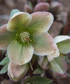 Garden Goods Direct Helleborus Ivory Prince Perennials