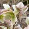 Garden Goods Direct Helleborus Ivory Prince Perennials