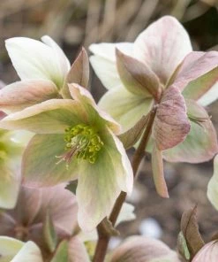 Garden Goods Direct Helleborus Ivory Prince Perennials