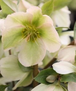 Garden Goods Direct Perennials Helleborus Frostkiss® Molly's White