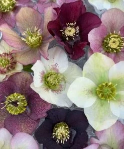 Garden Goods Direct Helleborus Pine Knot Select Perennials
