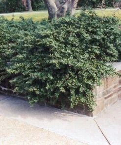 Garden Goods Direct Shrubs Helleri Holly