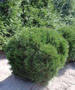 Garden Goods Direct Shrubs Hetz Midget Arborvitae