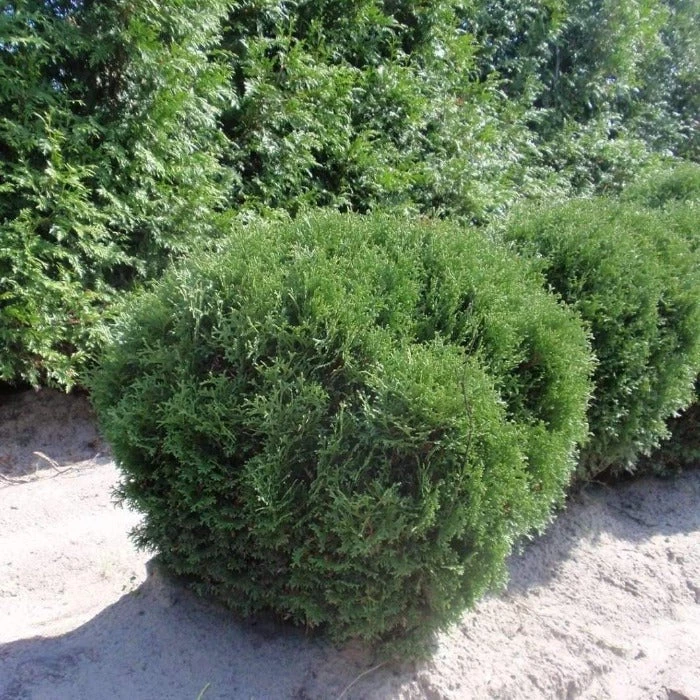Garden Goods Direct Shrubs Hetz Midget Arborvitae 1 Garden Goods Direct Shrubs Hetz Midget Arborvitae