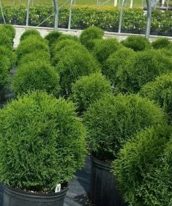 Garden Goods Direct Shrubs Hetz Midget Arborvitae