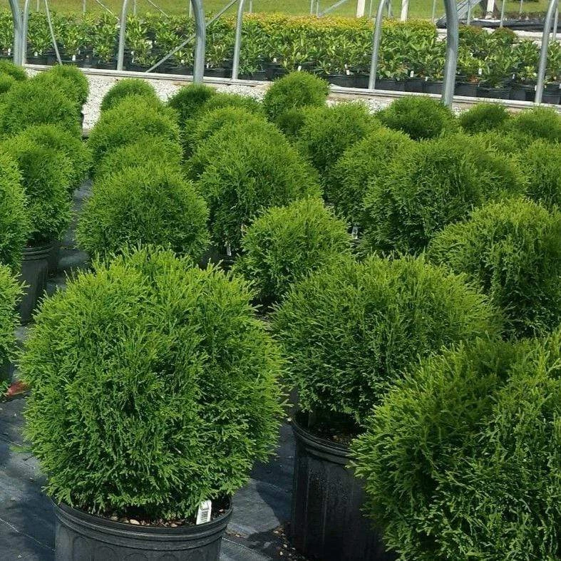 Garden Goods Direct Shrubs Hetz Midget Arborvitae 2 Garden Goods Direct Shrubs Hetz Midget Arborvitae