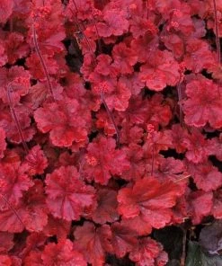 Garden Goods Direct Perennials Heuchera Cherry Cola 5 Garden Goods Direct Perennials Heuchera Cherry Cola