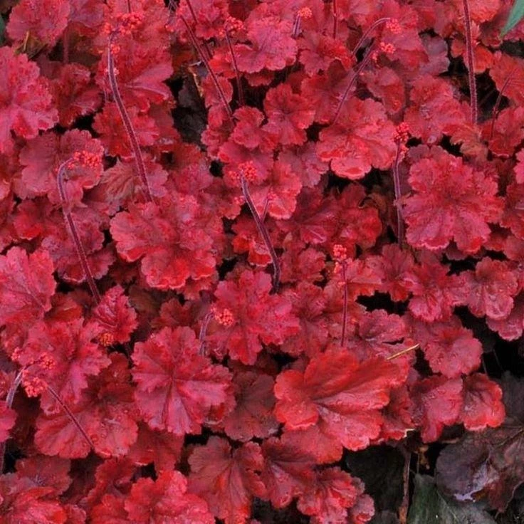 Garden Goods Direct Perennials Heuchera Cherry Cola 3 Garden Goods Direct Perennials Heuchera Cherry Cola
