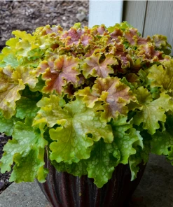Garden Goods Direct Dolce® 'Apple Twist' Coral Bells