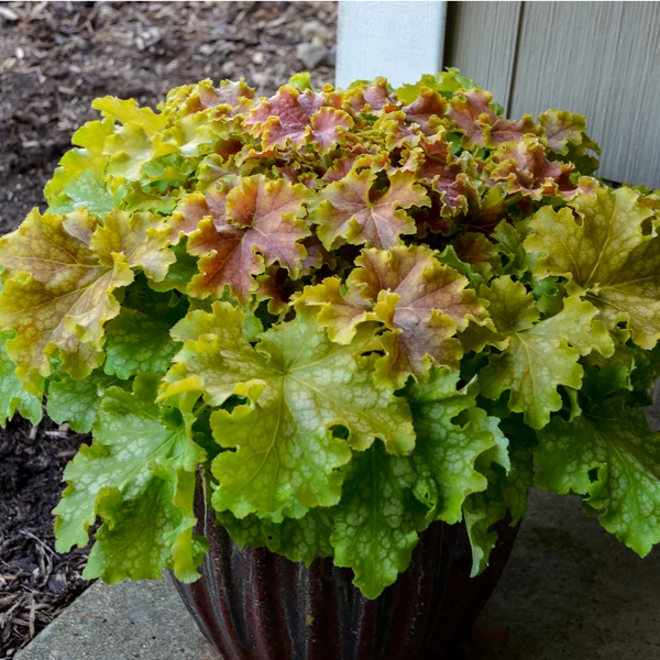 Garden Goods Direct Dolce® 'Apple Twist' Coral Bells 2 Garden Goods Direct Dolce® 'Apple Twist' Coral Bells