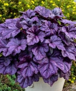 Garden Goods Direct Perennials Dolce Wildberry Heuchera