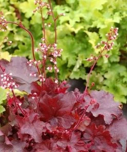Garden Goods Direct Heuchera Fire Alarm Perennials