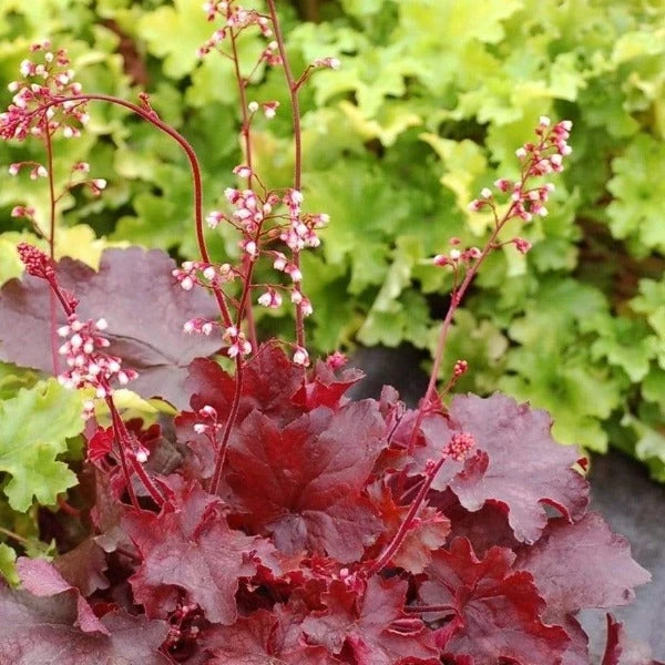 Garden Goods Direct Heuchera Fire Alarm Perennials 2 Garden Goods Direct Heuchera Fire Alarm Perennials