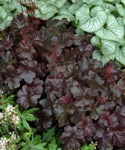 Garden Goods Direct Perennials Heuchera Obsidian