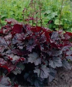 Garden Goods Direct Perennials Heuchera Palace Purple