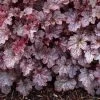 Garden Goods Direct Heuchera Plum Pudding Perennials