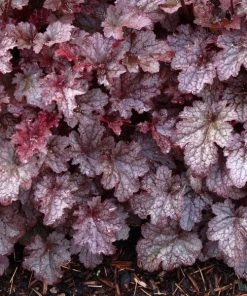 Garden Goods Direct Heuchera Plum Pudding Perennials
