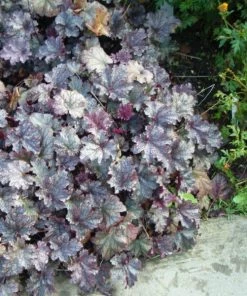 Garden Goods Direct Heuchera Plum Pudding Perennials