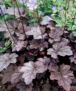 Garden Goods Direct Heuchera Plum Pudding Perennials