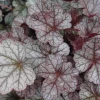 Garden Goods Direct Perennials Heuchera Silver Scrolls